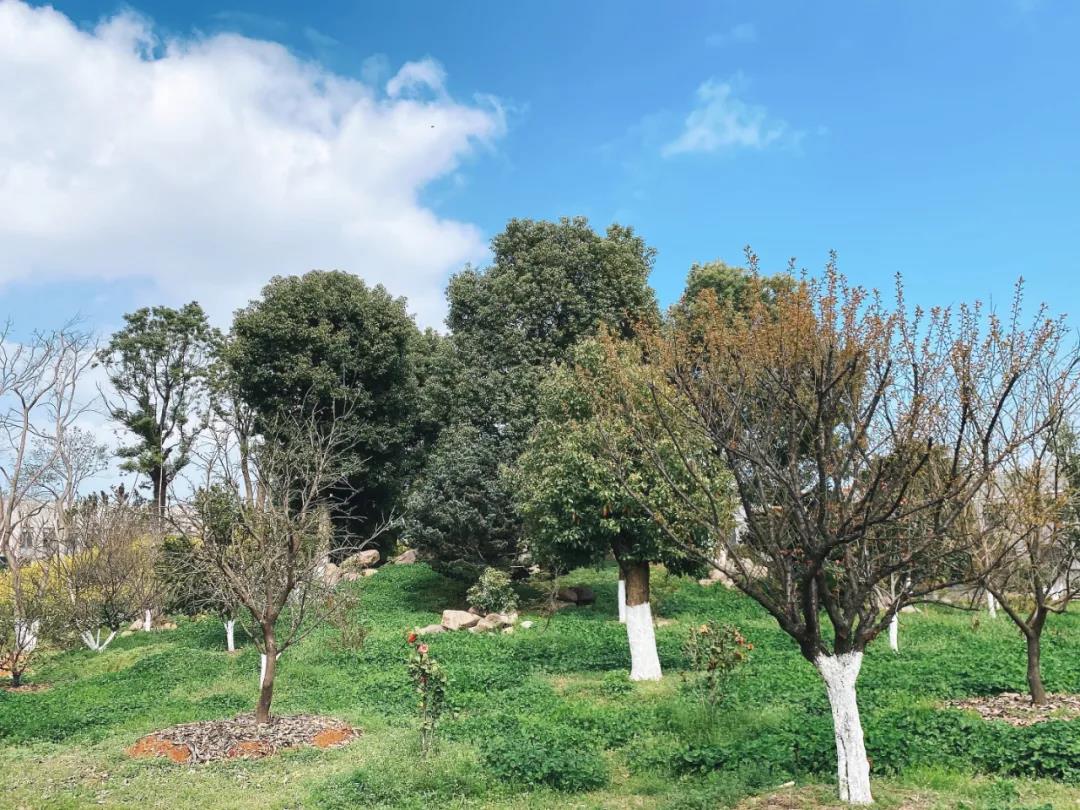 風(fēng)景這邊獨好!東大環(huán)境美景一覽,請查收